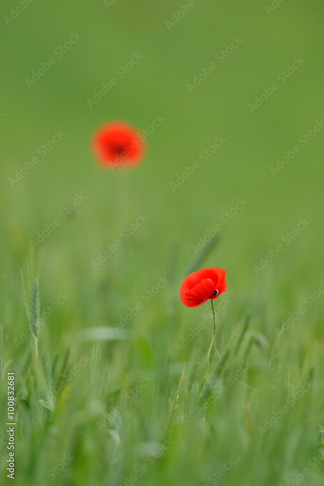 red poppy on green cereal field in summer