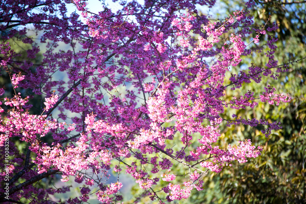 Pink sakura, Cherry blossom in Thailand.