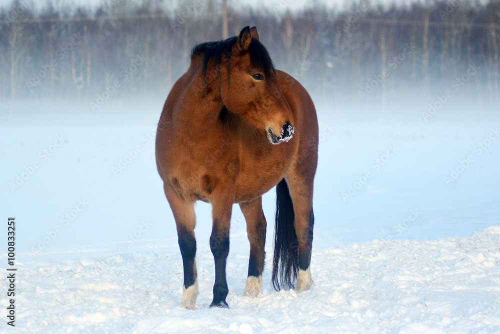 Horse standing in the mist on cold winterday Horse standing in the mist on cold winterday