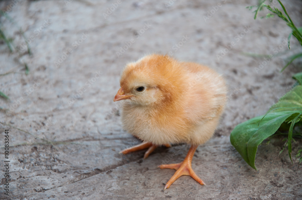 Baby chicken Baby chicken