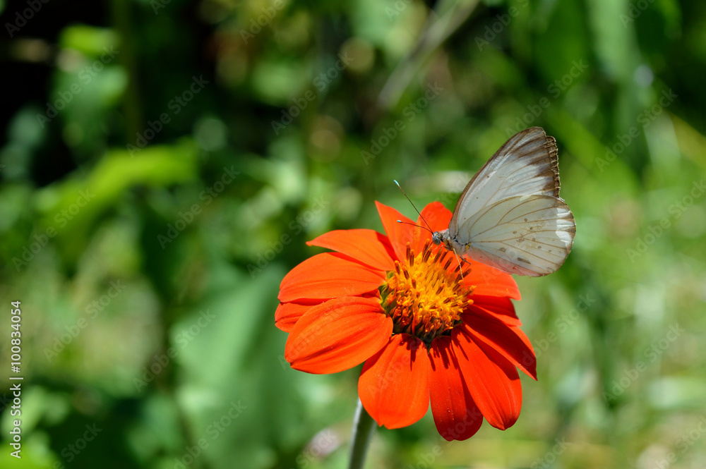 White Butterfly laying on a beautiful flower White Butterfly laying on a beautiful flower