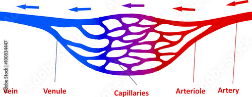 Capillaries