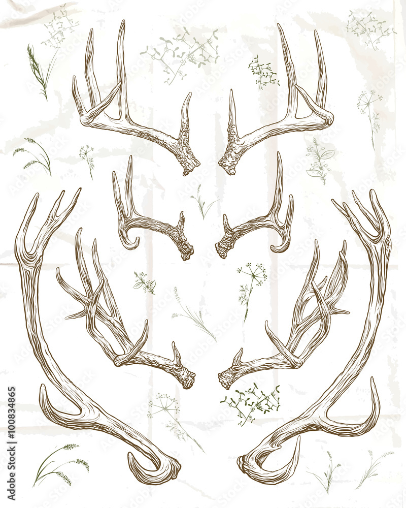 Fototapeta premium Hand drawing deer horns