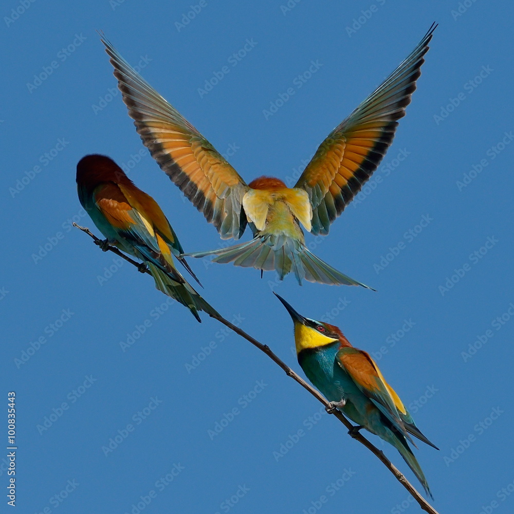 european bee-eater (Merops Apiaster) outdoor