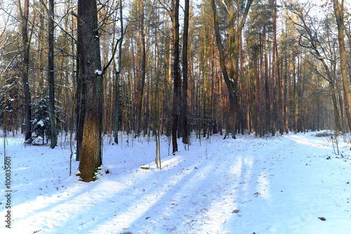 Wallpaper Mural Forest road in winter with snow Torontodigital.ca