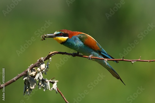 european bee-eater (Merops Apiaster) outdoor