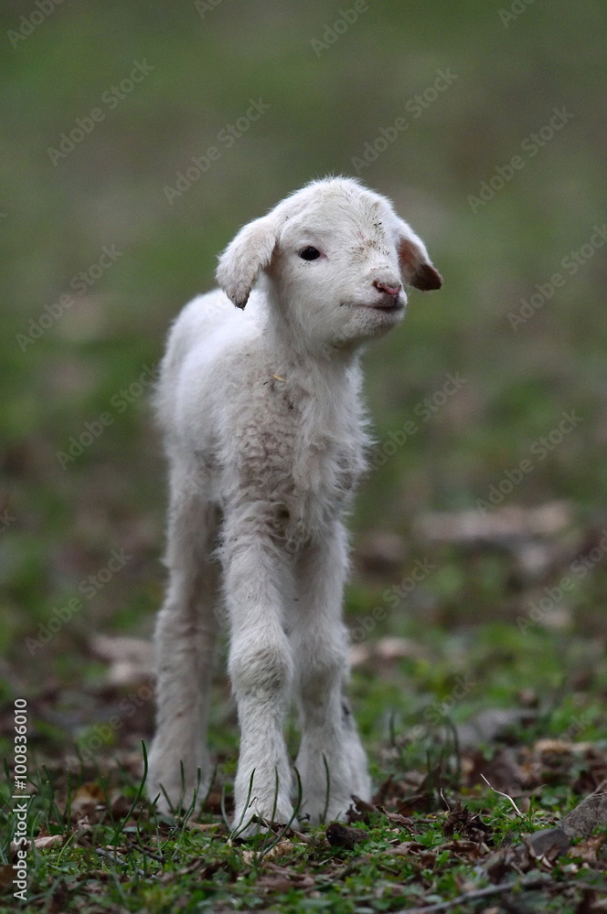 Fototapeta premium cute lamb on field in spring