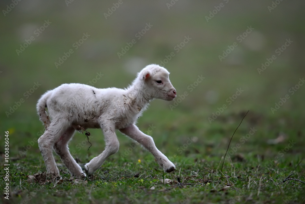 cute lambs on field in spring cute lambs on field in spring