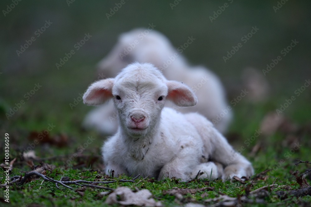 Obraz premium cute lamb on field in spring
