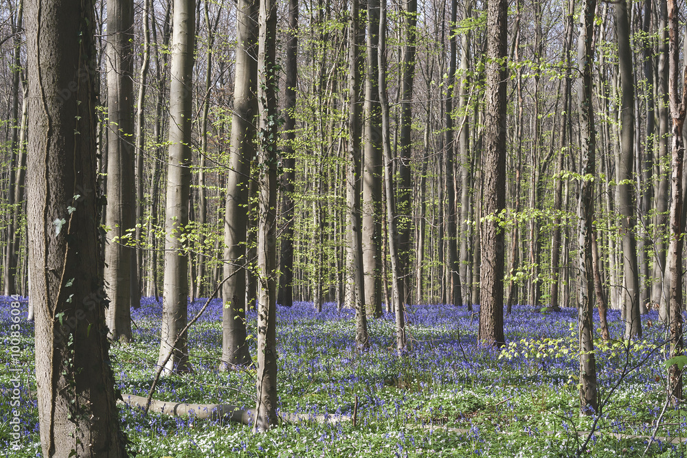 Fototapeta premium forest with bluebells