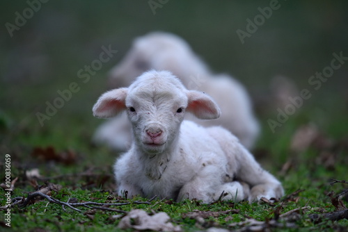 cute lamb on field in spring