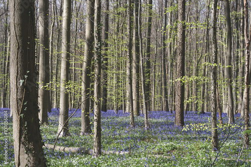 forest with bluebells
