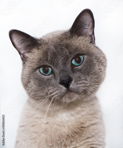 Siamese cat portrait photo