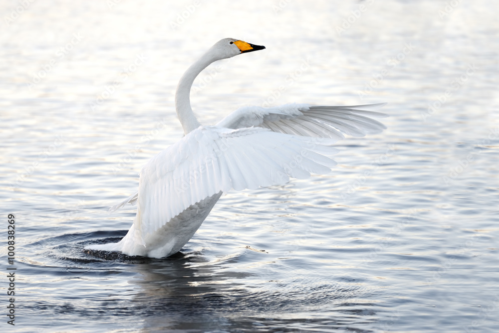 Fototapeta premium Beautiful, gentle, lonely swan floating on the lake in the wild.