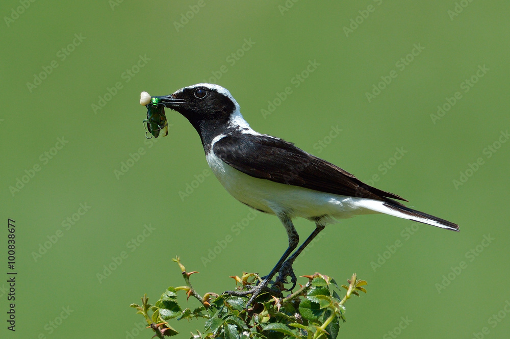 The pied wheatear (Oenanthe pleschanka) The pied wheatear (Oenanthe pleschanka)