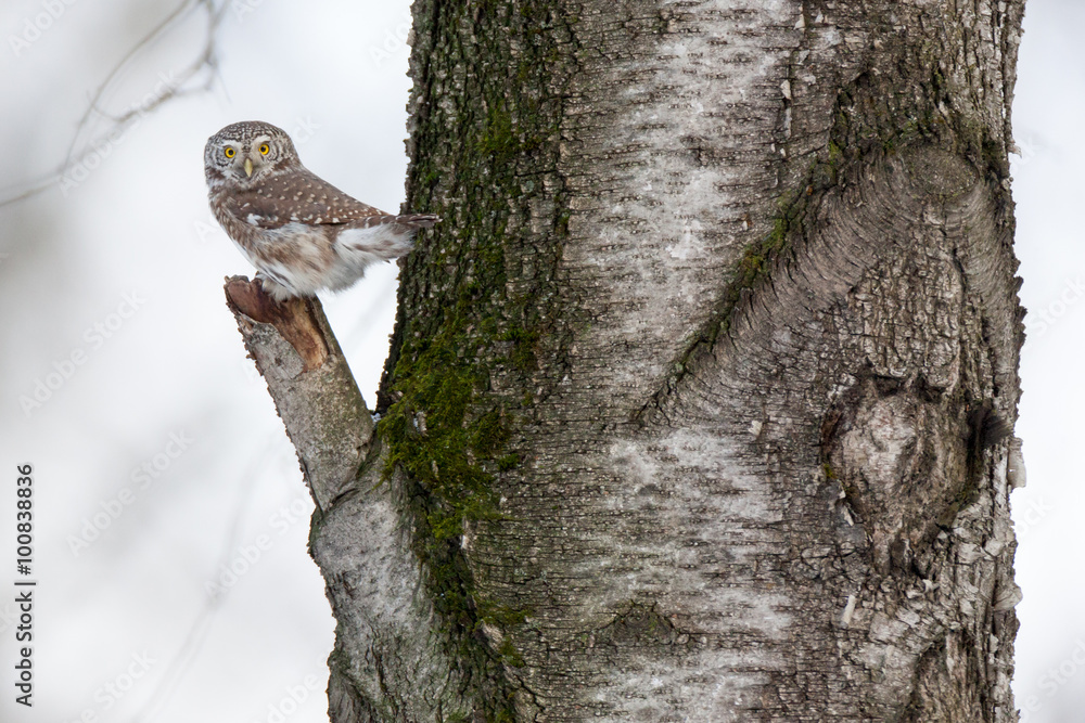 Pygmy Owl (Glaucidium passerinum) Pygmy Owl (Glaucidium passerinum)