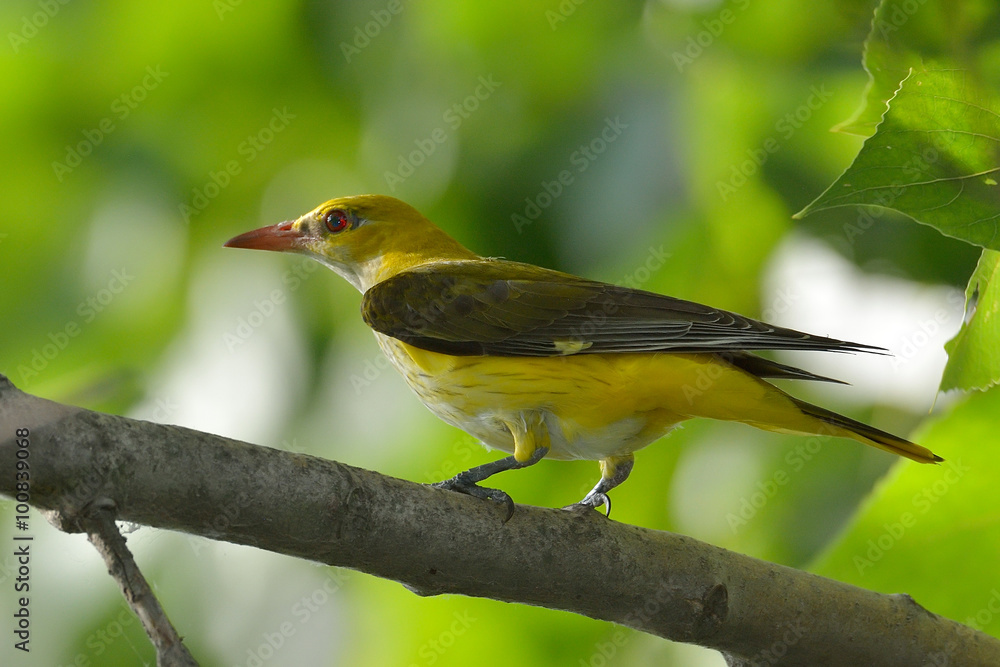 Obraz premium Golden Oriole in natural habitat (Oriolus oriolus)