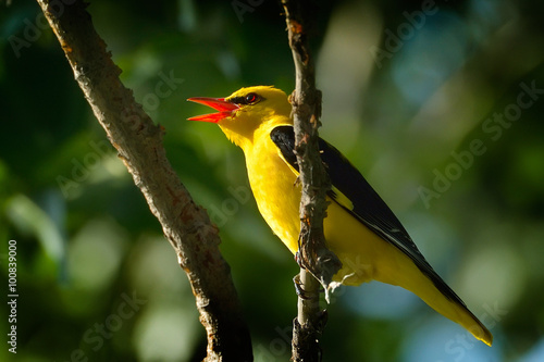 Golden Oriole in natural habitat (Oriolus oriolus) photo