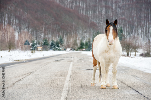 white and brown horse with long hair on the road and snow