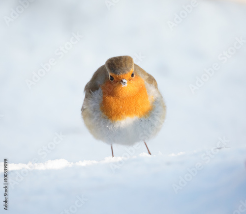 A cute and colorful European robin (Erithacus rubecula) is looking into the camera. Location: Lund, Sweden.   © TheWorldAroundUs