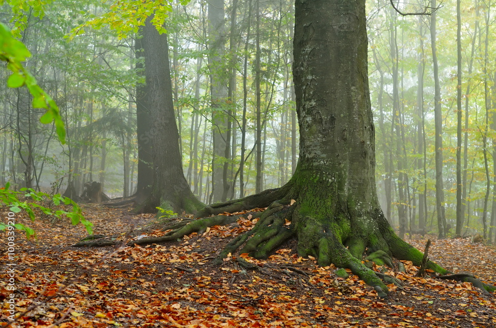 autumn landscape autumn landscape