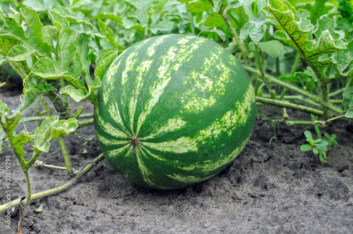 close-up of the ripening watermelon