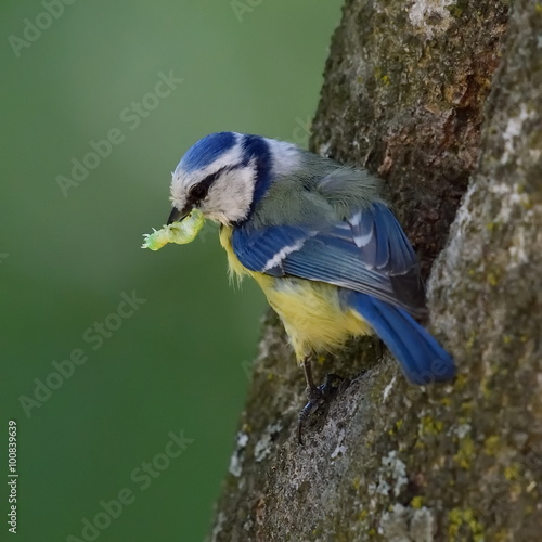 blue tit on branch in spring (parus caeruleus) © bereta