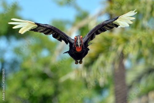 hornbill flying
