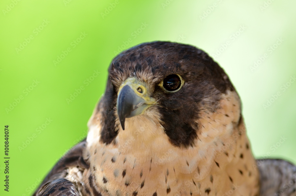 peregrine falcon portrait peregrine falcon portrait