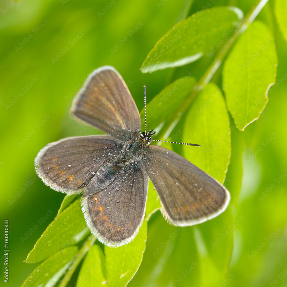 butterfly in natural habitat (plebejus argus) butterfly in natural habitat (plebejus argus)