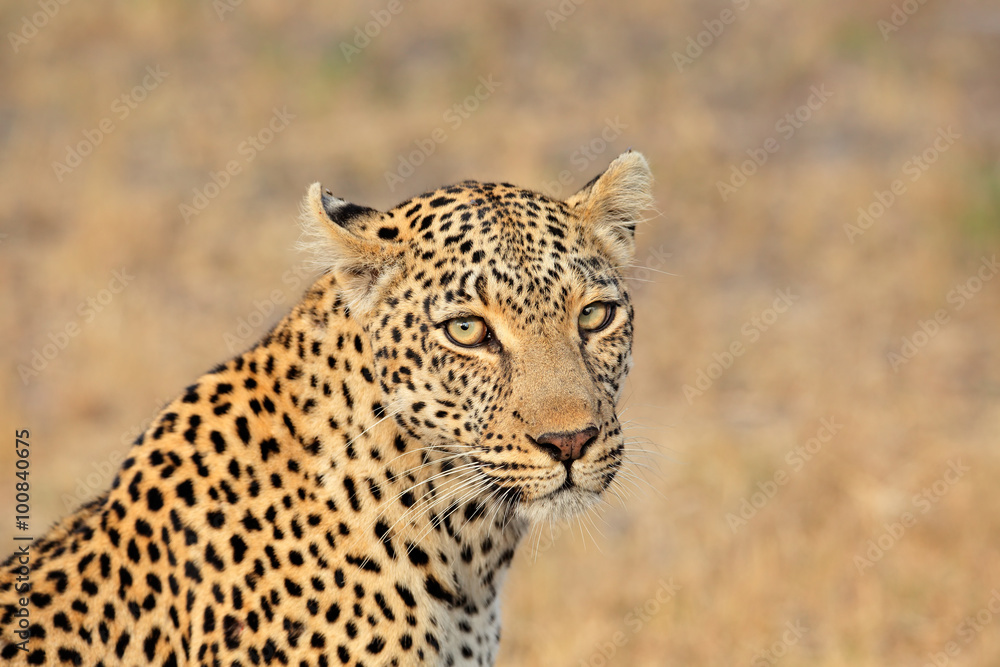 Obraz premium Portrait of a leopard (Panthera pardus), Sabie-Sand nature reserve, South Africa.