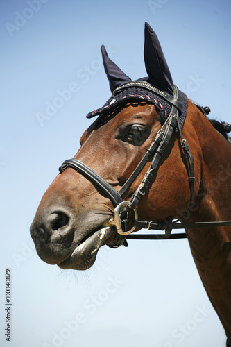 Head shot of a racehorse on blue sky background