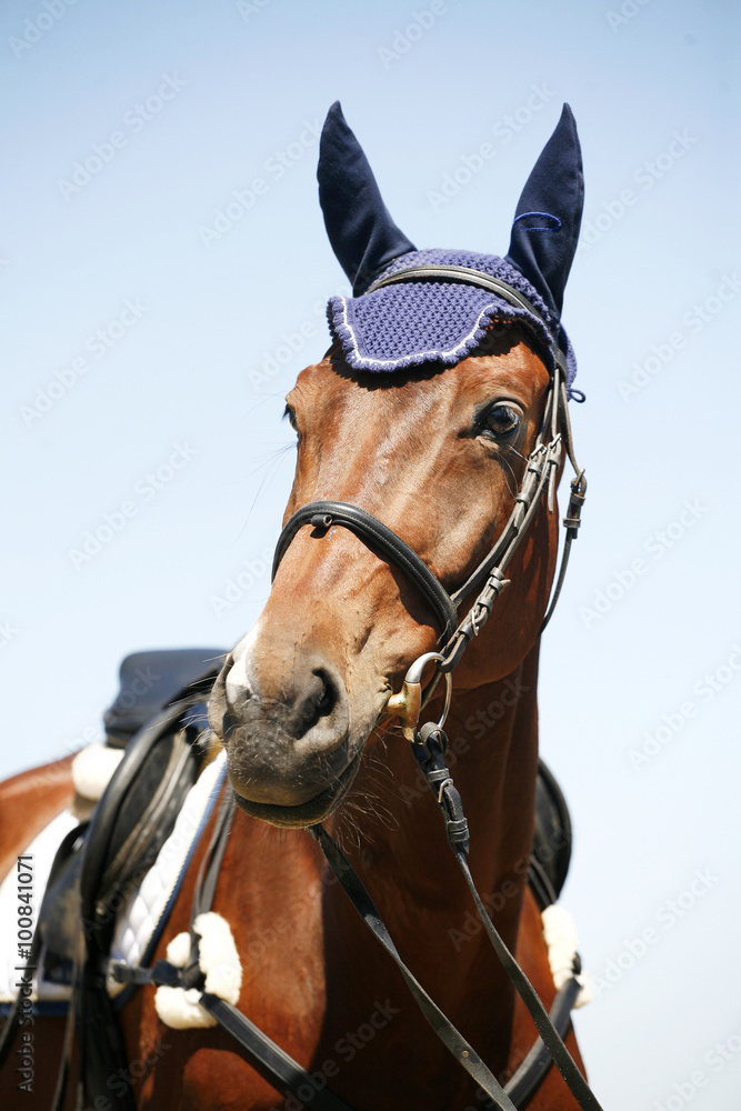Obraz premium Head of a beautiful purebred sporting horse
