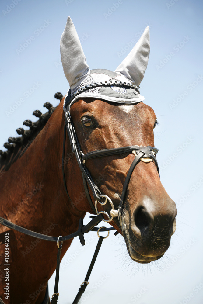 Obraz premium Jumping horse with white headdress ear protection