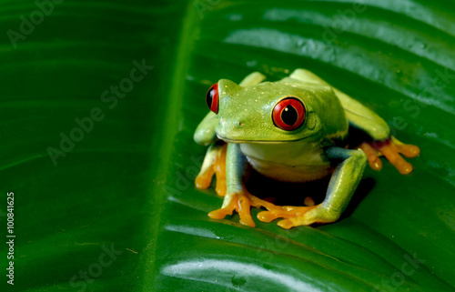 Red Eye Tree Frog sitting on leaf