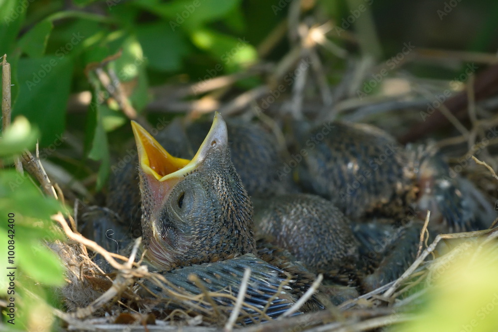 Thrush chicks in the nest