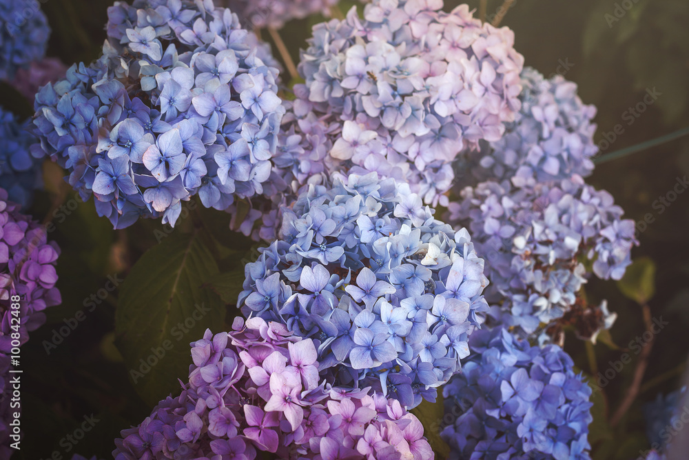 blue, purple and pink hydrangea blue, purple and pink hydrangea