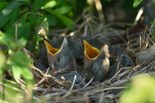 Thrush chicks in the nest