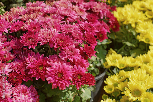 beautiful yellow and magenta chrysanthemum