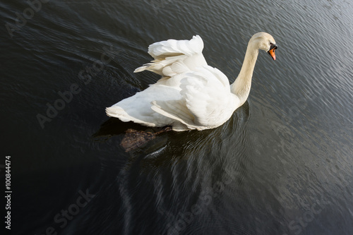 schwimmender Schwan photo