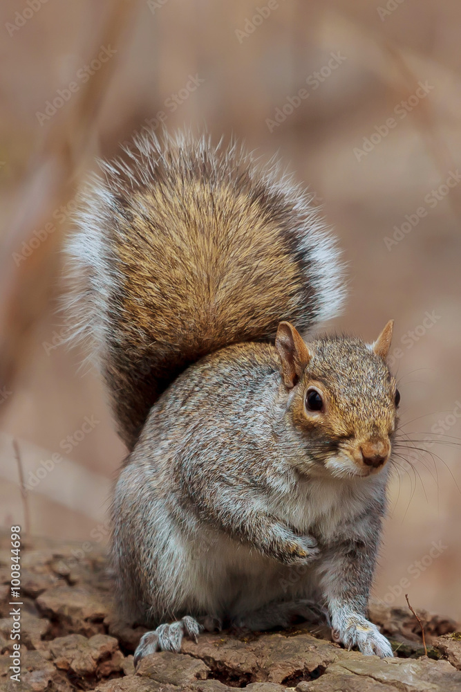 forest squirrel park forest squirrel park