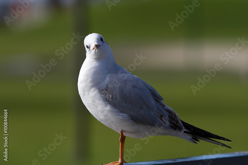 Squeal commom bird photo