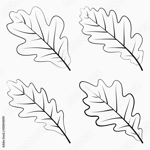 Oak Leaves