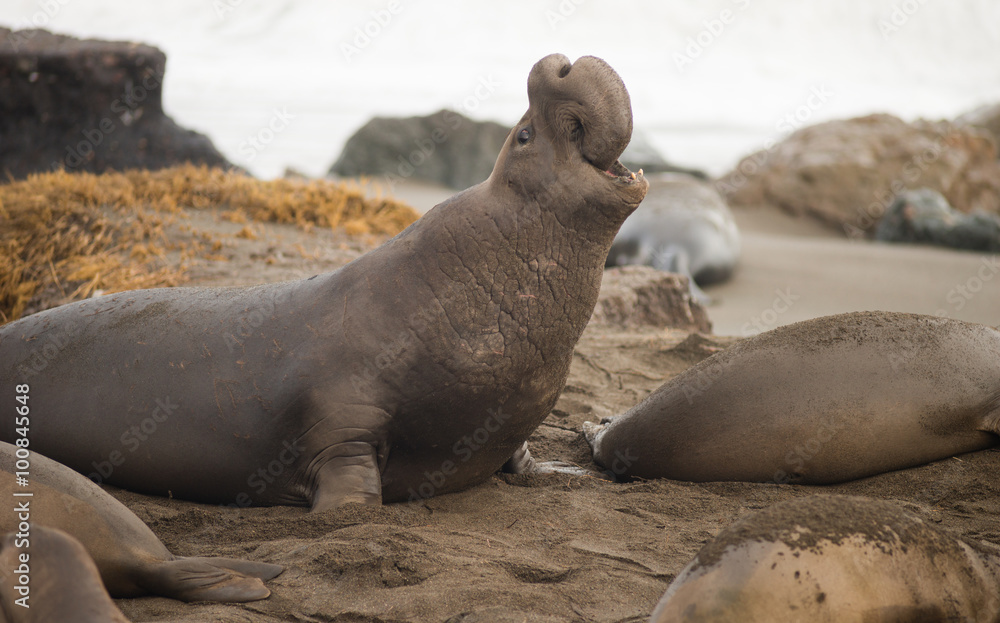 Obraz premium Elephant Seal Wild Mammal Rears Back to Sound Alarm