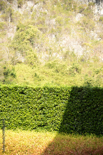 sunlight shadow pass through on texture of color shrub leafs photo