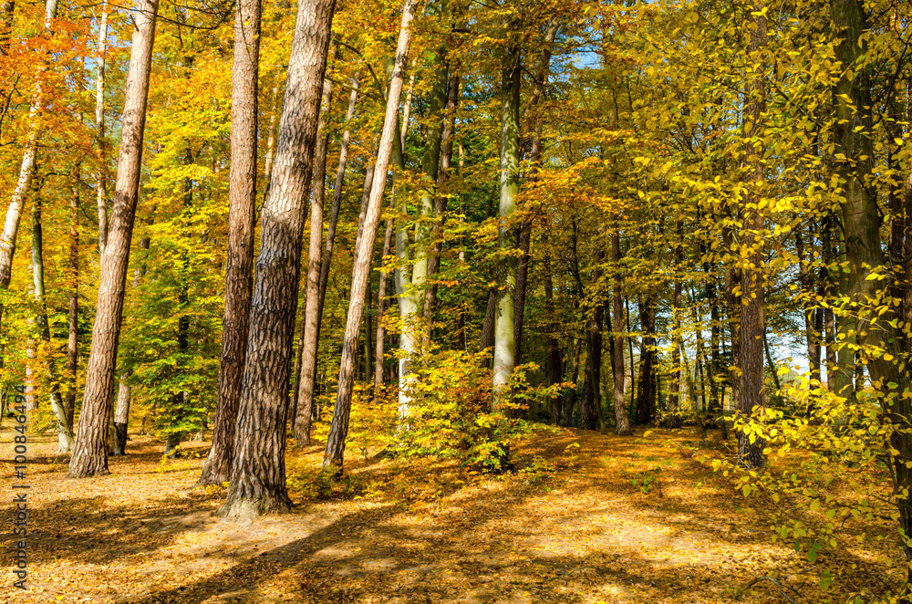 Fototapeta premium Forest lane in autumn colors