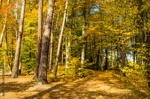 Forest lane in autumn colors