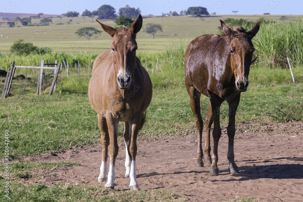 Fototapeta premium Mule on a farm day