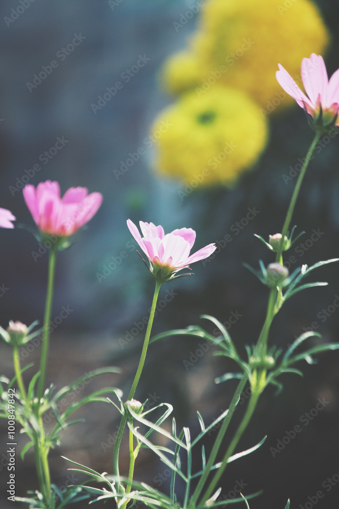 Cosmos flowers