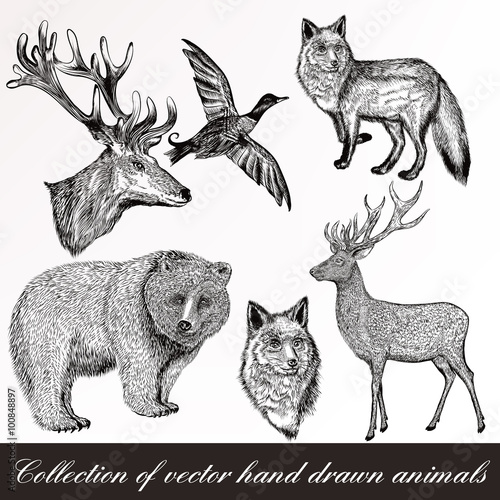 Fototapeta Naklejka Na Ścianę i Meble -  Set of detailed hand drawn animals
